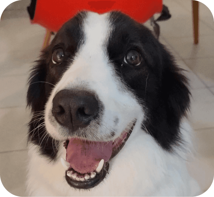 Pandora, Cão-Terapeuta 🐾