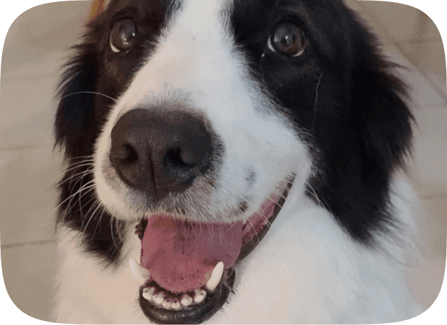 Terapia Assistida por Cães